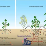 Nitrogen Fixation Influences