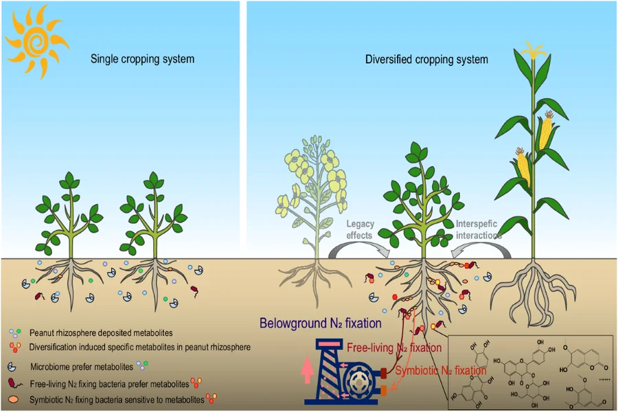 Nitrogen Fixation Influences